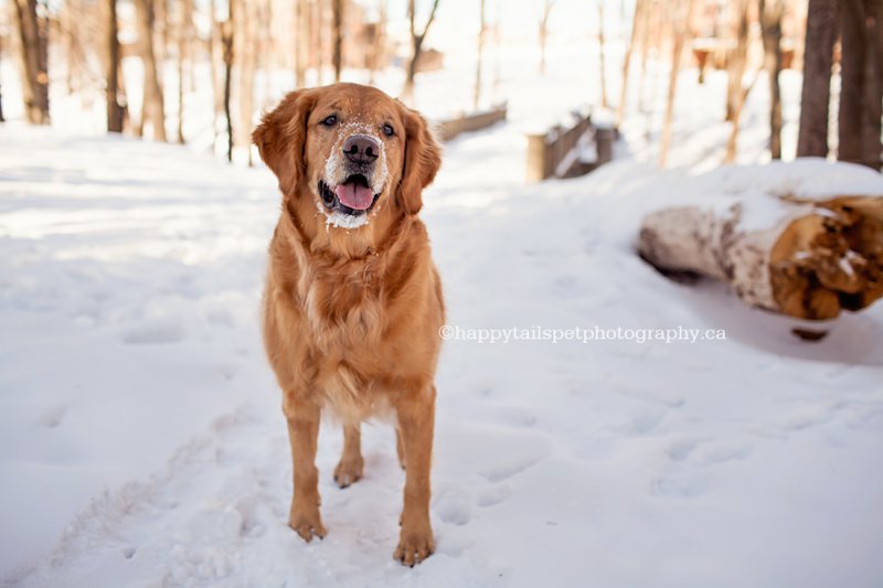 Happy golden retriever dog with snow on face.