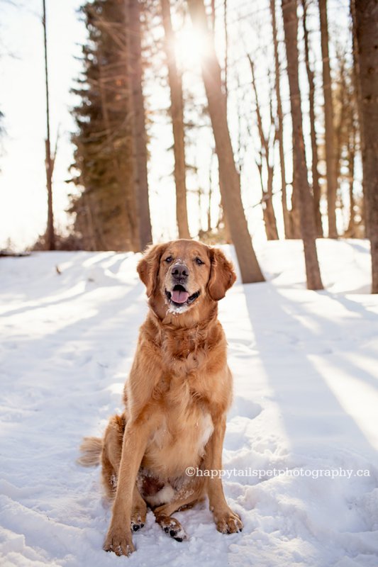 Kitchener pet photographer.