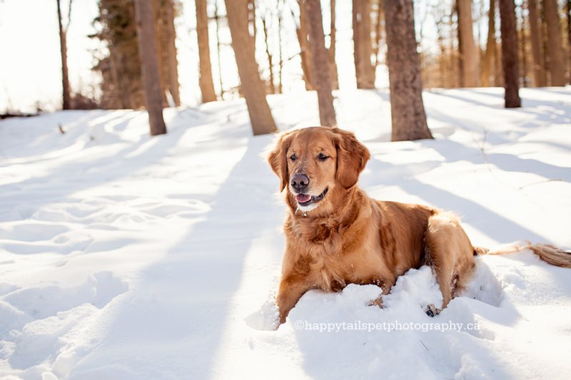 Outdoor winter pet photography in Kitchener, Ontario.