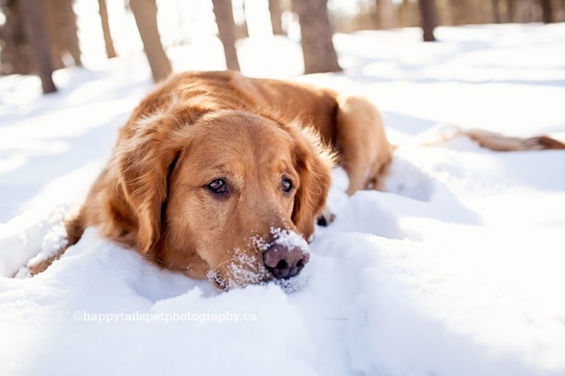 Dog with snow on nose taking a break on a wooded trail in Wellington County.