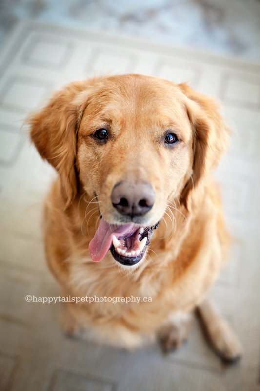 Goofy golden retriever face. Lifestyle pet photography inside Kitchener home.