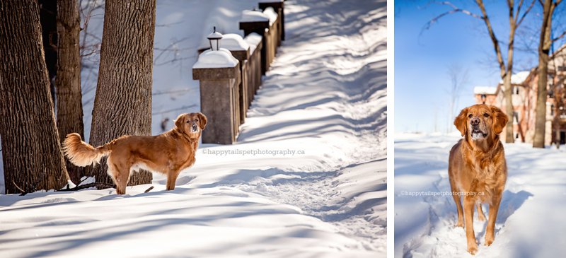 Dog on a Kitchener-Waterloo trail with bridge on bright winter day with blue sky.