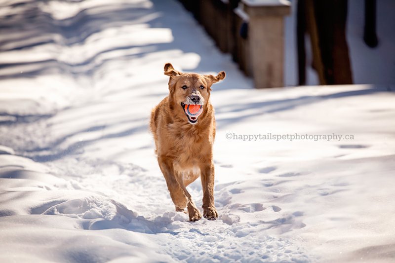 Golden retriever dog runs with ball on a snowy trail in Ontario winter.