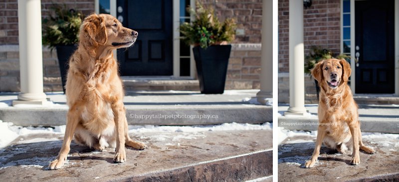 Dog on front step of Ontario house in winter.