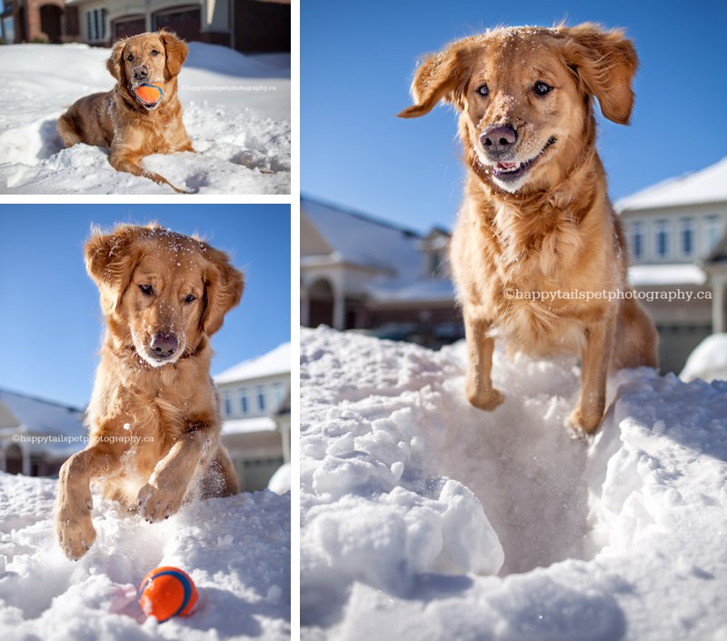 A happy and joyful golden retriever dog plays with a ball in the snow during winter in Kitchener-Waterloo. 