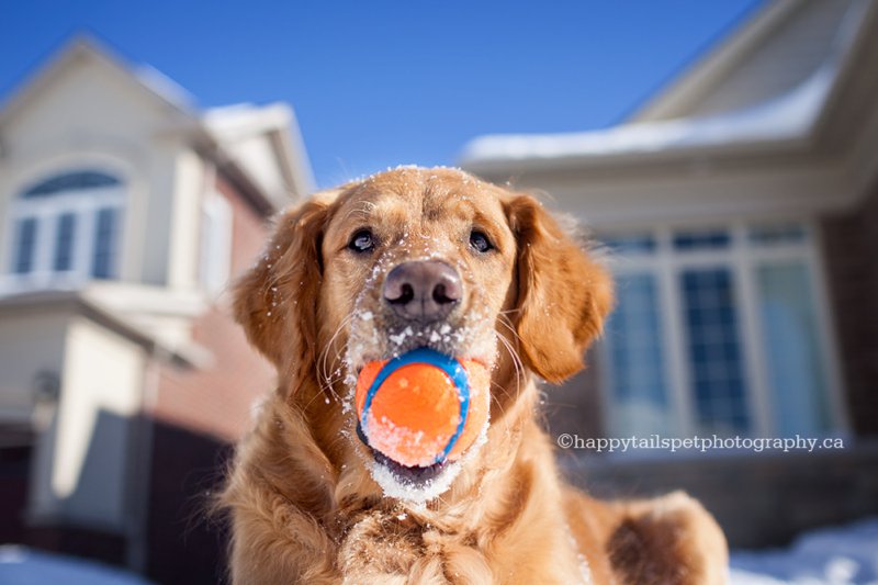 Playful pet portrait of dog with ball in mouth and snow on face during winter in Ontario.