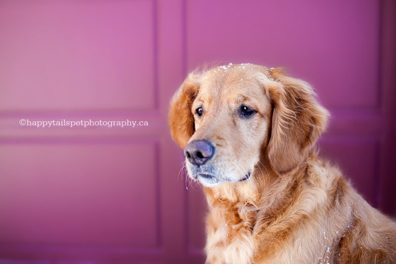 An alert dog in front of a red garage door.