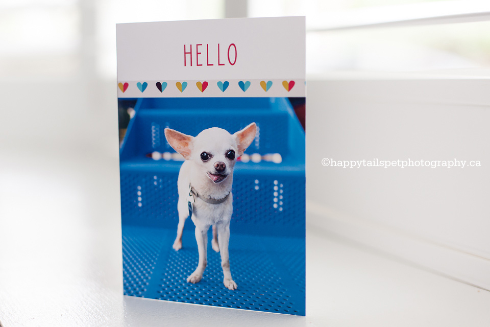 custom pet greeting cards