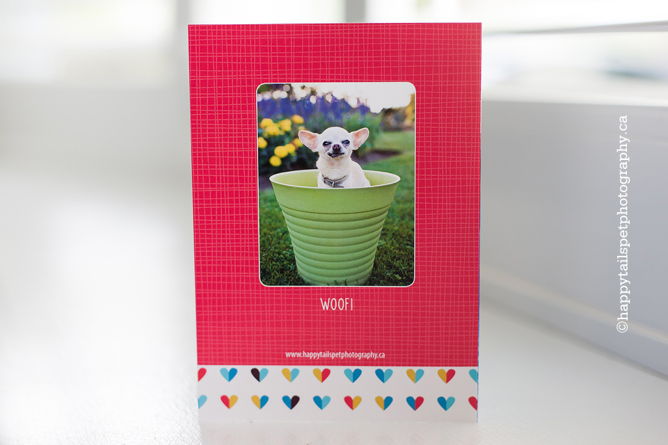 All occasion greeting cards featuring your pet, 5x7 folded card with happy dog by Ontario pet photographer.