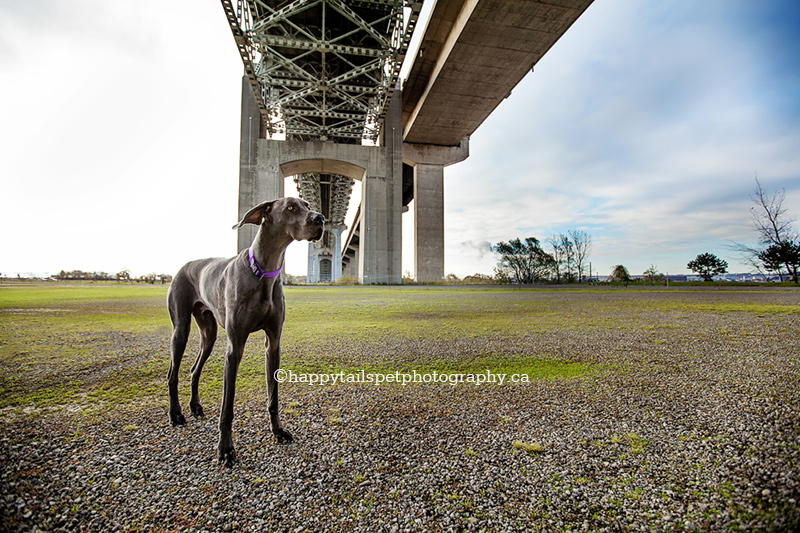 Wide angle photo of weimaraner dog under the Skyway Bridge in Burlington, Ontario.