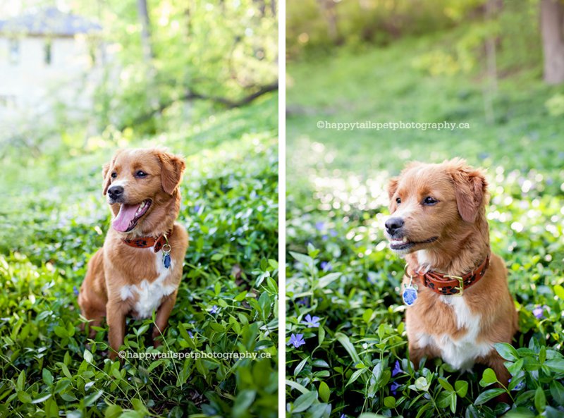 Cockapoo puppy in vinca flowers in spring in Halton Region.