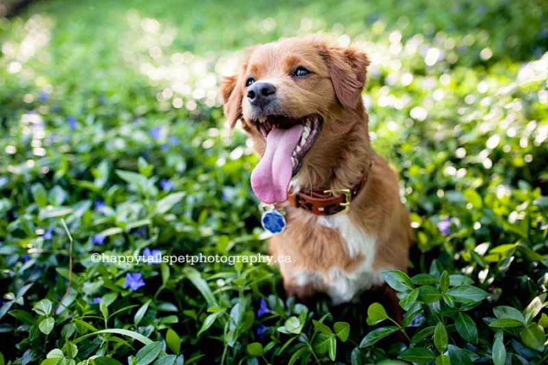 GTA pet photographer, puppy photography, natural, fun dog photography outdoors.