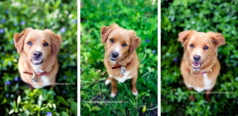 The various smiles of cockapoo puppy in a lush, green natural setting in an Ontario park.