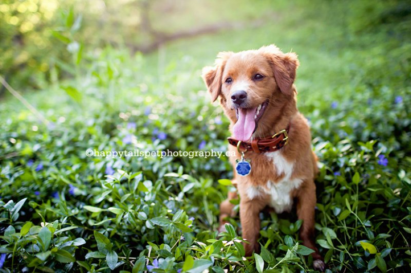 Cockapoo puppy sits in vinca in lush, green spring pet photography session at Lowville Park in Burlington.