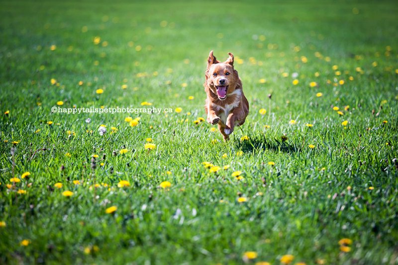 Dog action photography of puppy running across a green field in Burlington park.