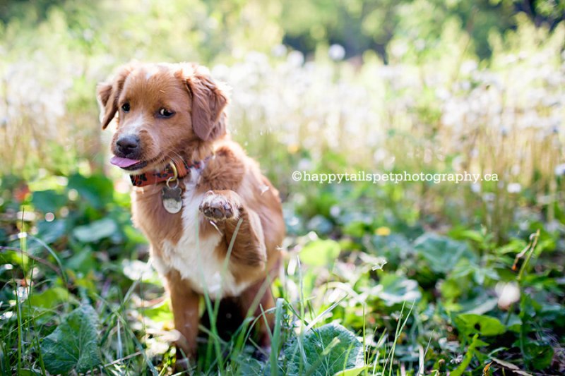 Cute small dog sticks out tongue while playing with dandelions during outdoor, natural light dog photography in Burlington field.