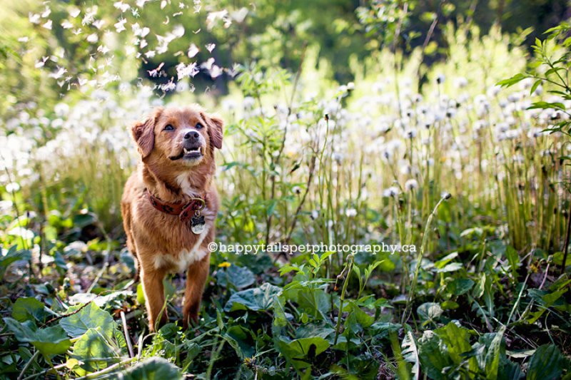 Small dog plays with dandelion fluff on bright, sunny day in pet portraits in Milton park.