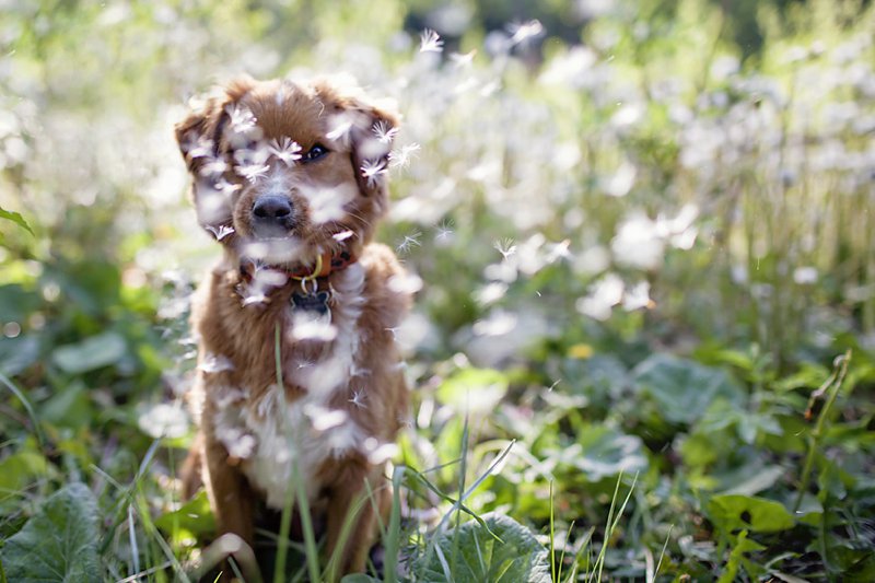 Artisitc photo of cockapoo dog and falling dandelion leaves by Ontario dog photographer.