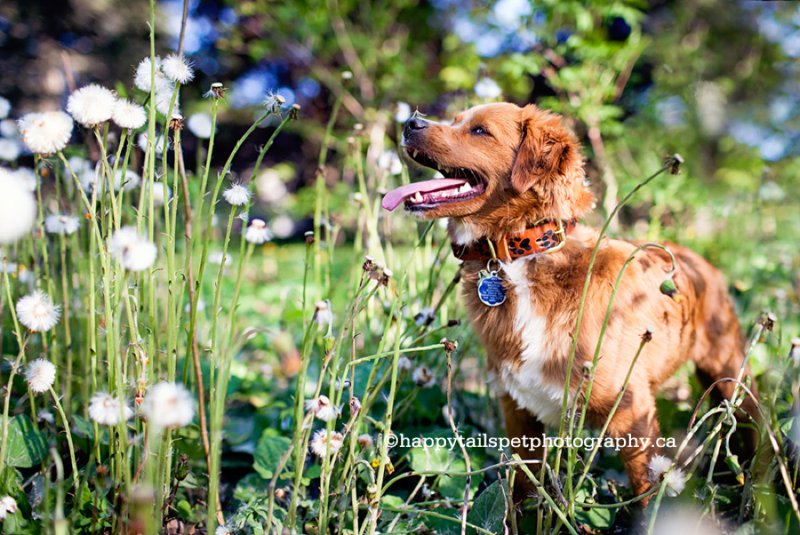 Cute dog with flower on nose.