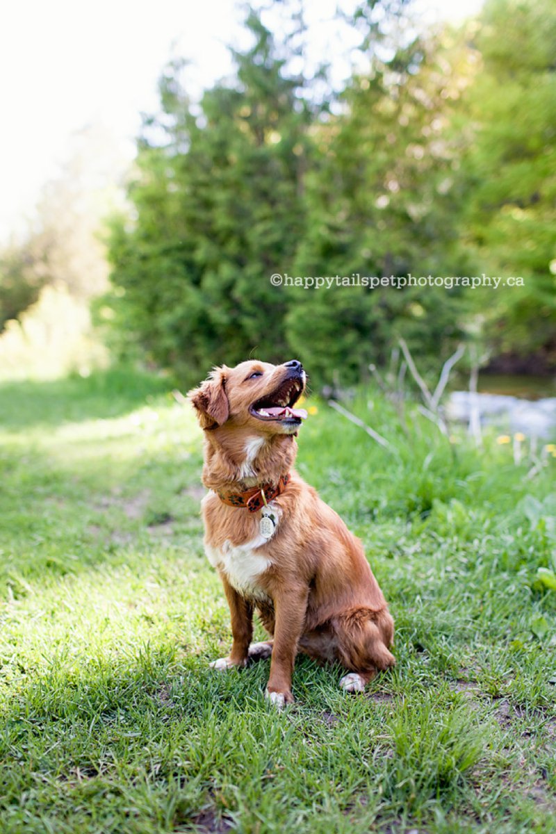 Dog portrait photography in GTA by  Happy Tails Pet Photography.