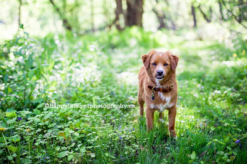 Natural, environmental pet photography outdoors in Halton, GTA, Burlington.