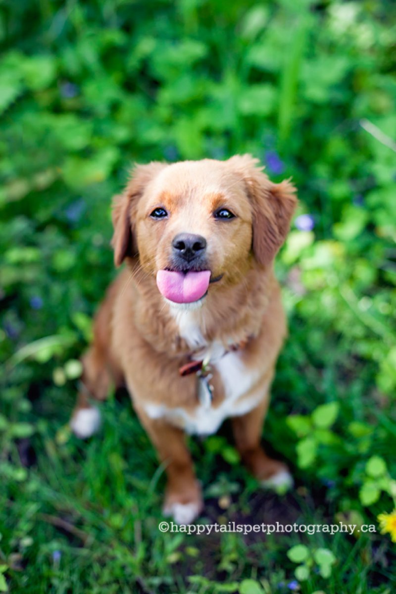 Cockapoo puppy sticks out his tongue and makes a funny face. Expressive dog photography..