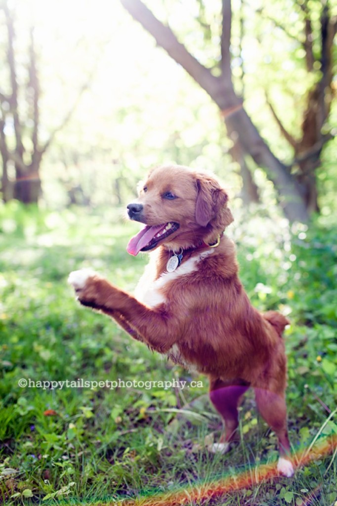 Happy dog photography with sun flare at Lowville Park.