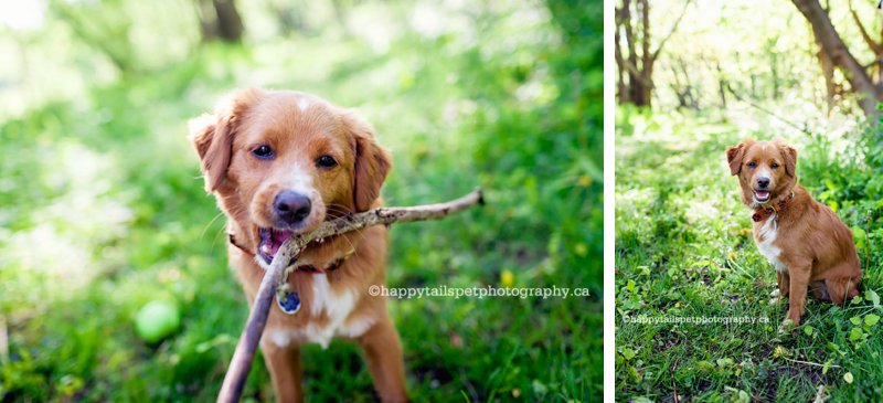 Fun, modern pet photography of small dog chewing a stick in Ontario park in spring.