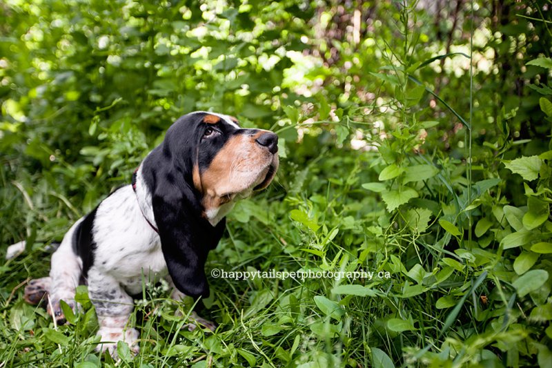 Mississauga Basset hound dog photography outside in park and green space.