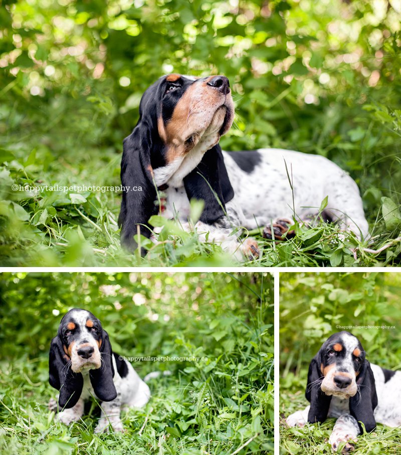 Natural and modern dog portraits of cute tri-coloured puppy with natural light in Ontario park.