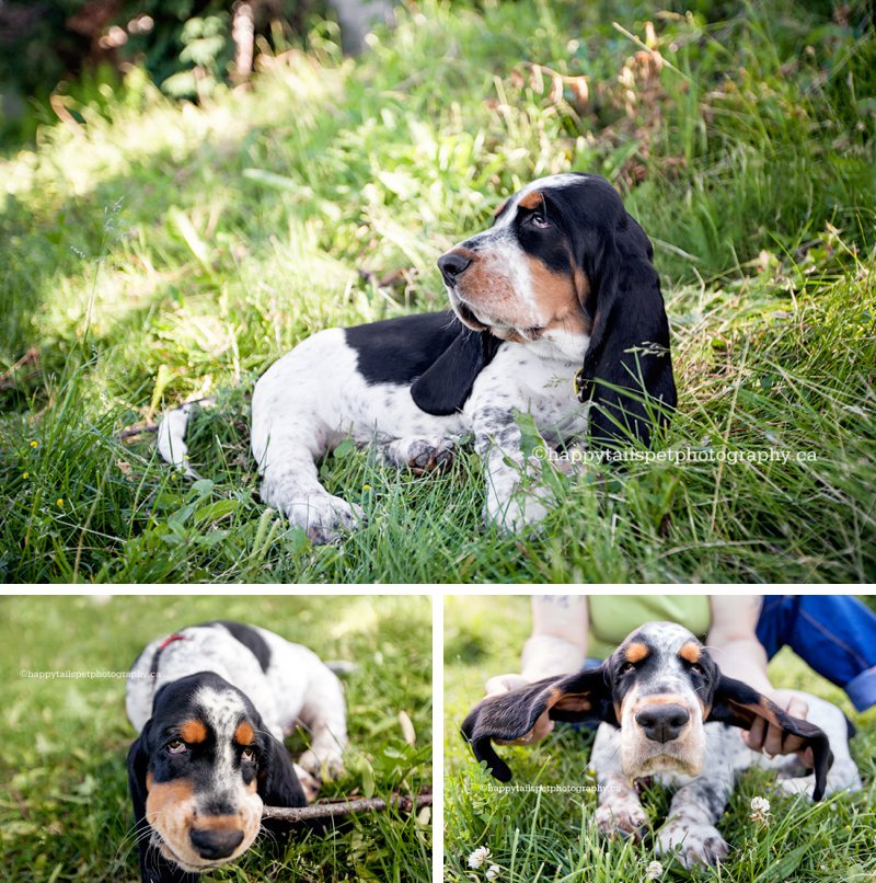 Triptych of basset hound and owner playing and chewing sticks in Peel region park.