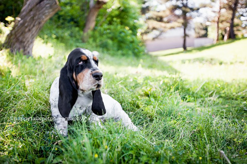 Photographing a puppy outdoors with natural light by Ontario dog photographer.