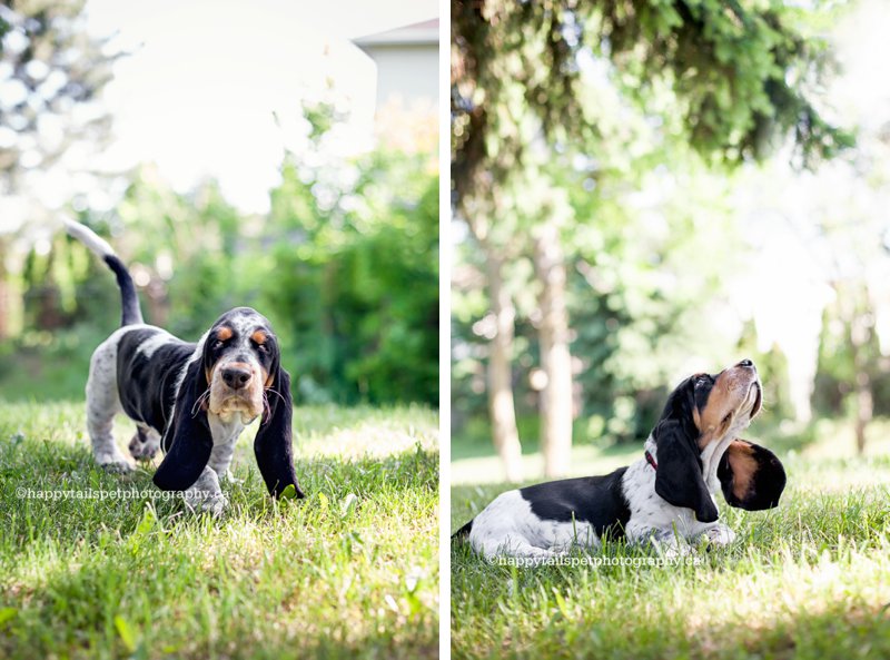 GTA dog photography of puppy playing in natural park in the summer.