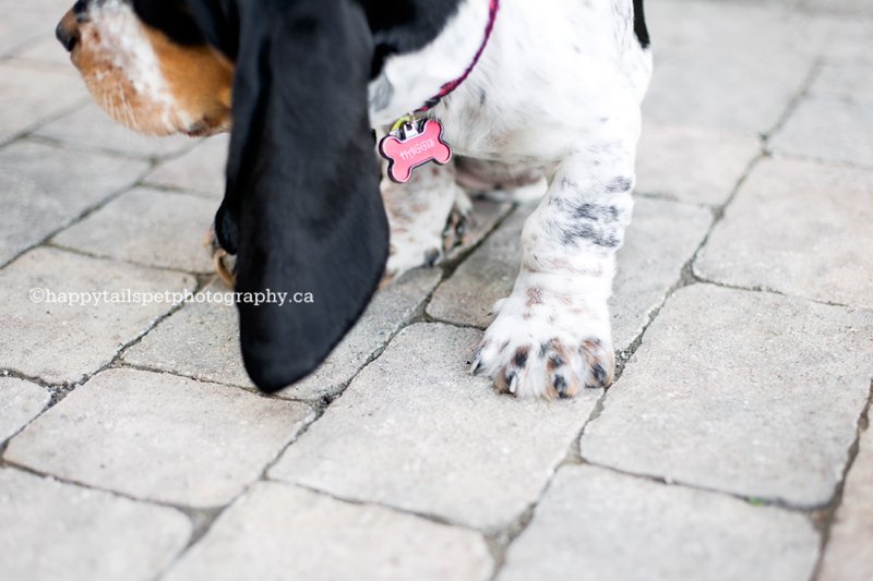 Artistic portrait of long ears and big paws of a basset hound puppy.