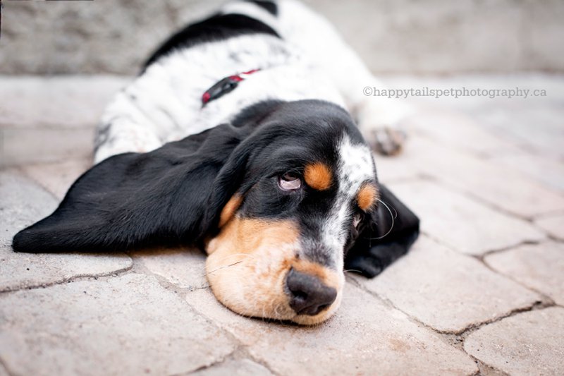 Droopy, cute, tired basset hound puppy with sad eyes in Ontario backyard.