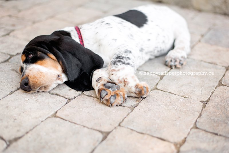 Cute, sleeping basset hound puppy on patio stones at Mississauga home.