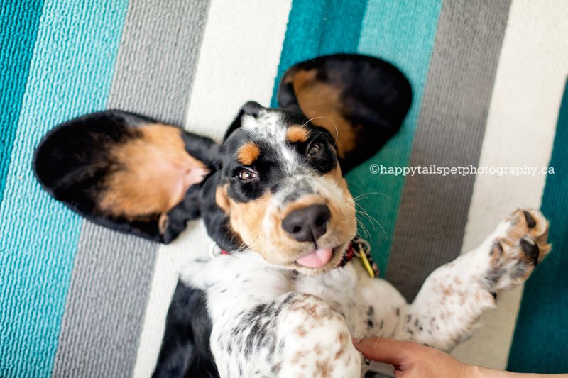 Playful, happy puppy portrait of a basset hound getting a belly rub in Ontario home.