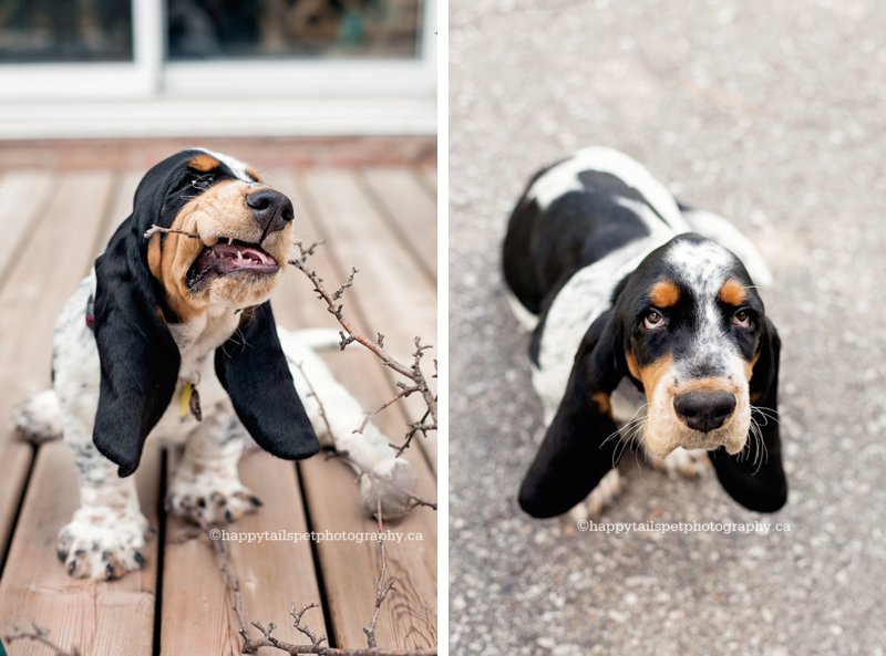 Puppy chews a stick on a back deck in Mississauga, Ontario, and goes for a walk.