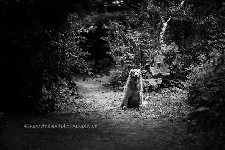 Black and white senior dog portrait by lifestyle pet photographer in Ontario.