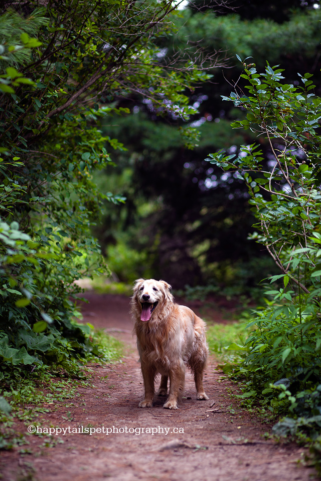 Golden retriever dog on trail in Ontario park with natural light.