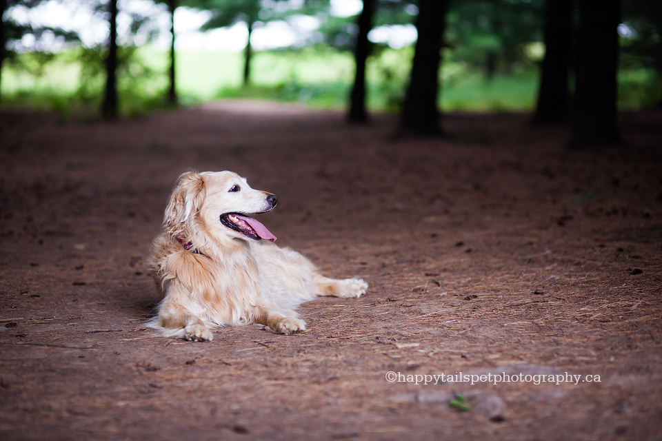 Senior dog pet portrait in Bronte Park in Burlington, photo.