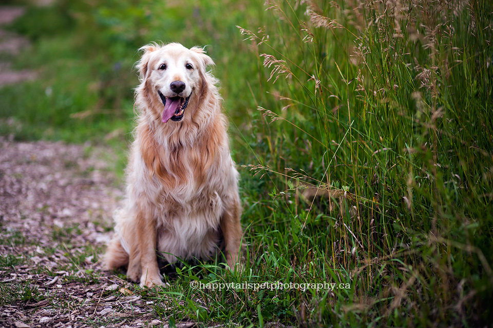 Golden retriever senior dog photography in Bronte Creek Provincial Park.