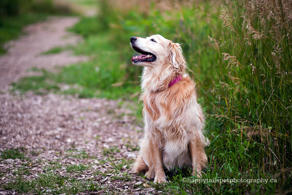 Natural and modern dog photography in Burlington.