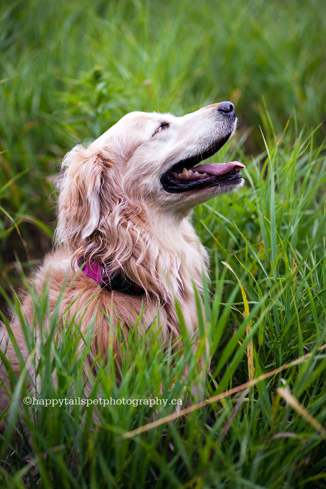 Golden retriever dog looking content and happy in long grass in Ontario provincial park, photo.