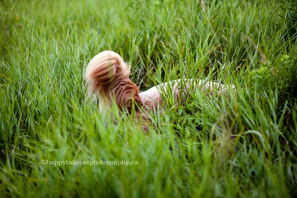 Dog in tall grass with only tail visible, lifestyle dog photography.