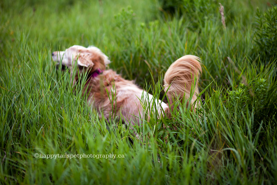 Senior dog running through tall grass in rural, natural park in GTA.