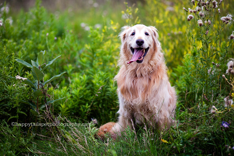 Burlington senior dog photography, Bronte Provincial Park, photo.