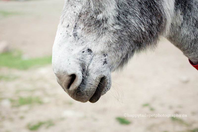 Donkey nose photo by Guelph pet photographer.