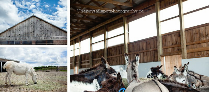 Donkeys and mules at the Donkey Sanctuary of Canada.