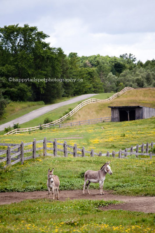 Volunteer pet photography at the Donkey Sanctuary of Canada in Ontario.